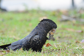 Red-tailed Black-cockatoo eating