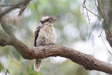 Laughing Kookaburra sitting on branch