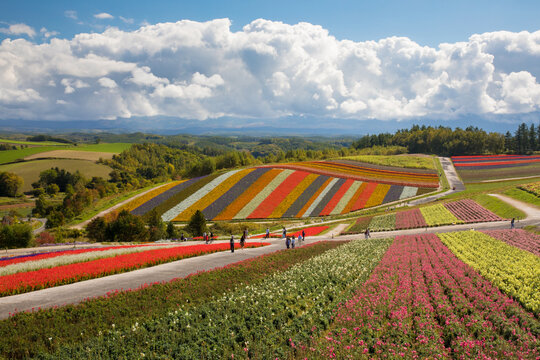 Shikisai no Oka (Biei-cho, Kamikawa-gun, Hokkaido), Japan,Hokkaido,Kamikawa-gun,Biei, Hokkaido