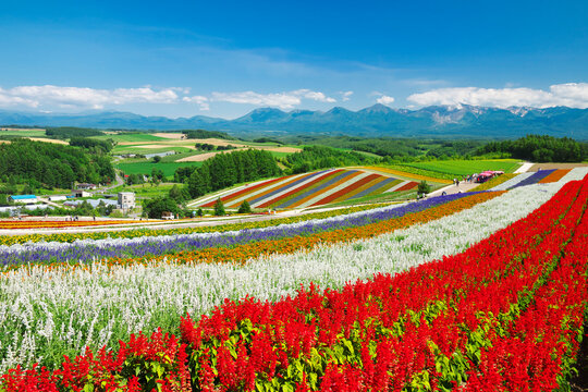 Shikisainooka hill and Tokachidakerenpo mountain range, Japan,Hokkaido,Kamikawa-gun,Biei, Hokkaido