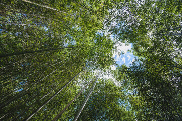 Fototapeta premium A town where the typical Kyoto townscape surrounded by bamboo forests still remains【Arashiyama】