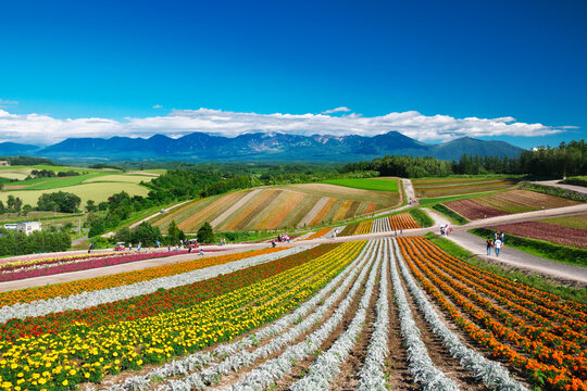 Shikisainooka hill and Tokachidakerenpo mountain range, Japan,Hokkaido,Kamikawa-gun,Biei, Hokkaido