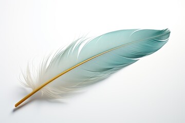 Bird feather, isolated on white