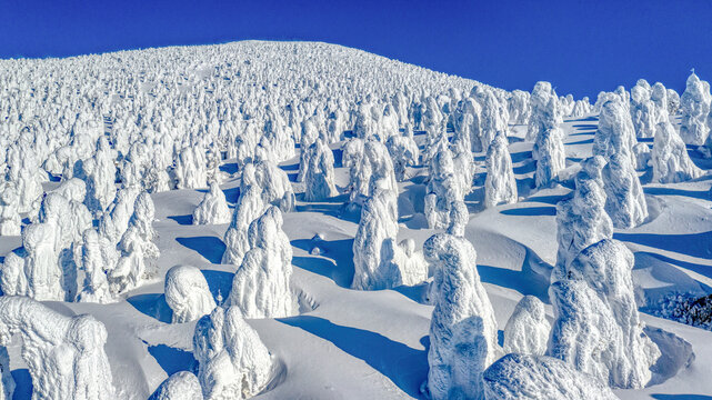 Yamagata Zao frost covered trees, Japan,Yamagata Prefecture,Yamagata, Yamagata