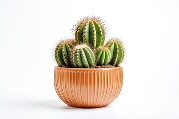 Cactus plant in pot isolate on white background