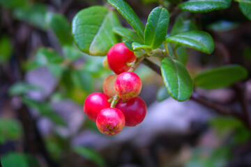 Closeup of red lingonberries in forest. Shallow depth of field. Cowberries Vaccinium vitis-idaea .