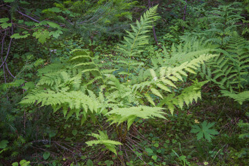 Close up of common lady fern Athyrium filix-femina, also known as common forest fern . Abstract natural pattern, useful as a green background for themes related to nature and sustainability.
