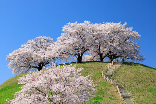Cherry blossoms at Sakitama Kofun burial mound , Saitama Prefecture,Gyoda, Saitama,Japan