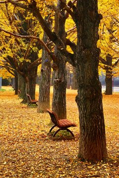 A row of gingko trees and a bench, Japan,Tokyo,Akishima, Tokyo,Tachikawa