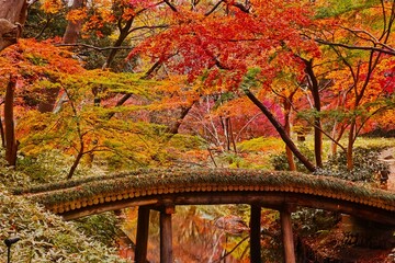 Rikugien Garden with beautiful autumn leaves, Japan,Tokyo,Bunkyo, Tokyo