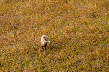 Lone Mountain Goat Walks on a Field in Autumn