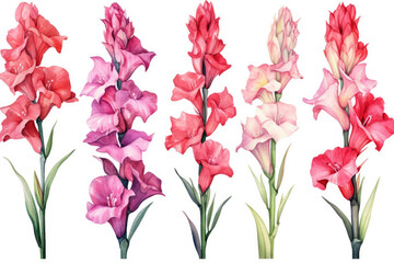 Watercolor image of a set of gladiolus flowers on a white background