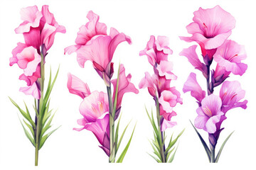 Obraz na płótnie Canvas Watercolor image of a set of gladiolus flowers on a white background