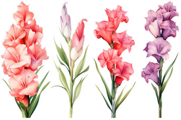 Watercolor image of a set of gladiolus flowers on a white background