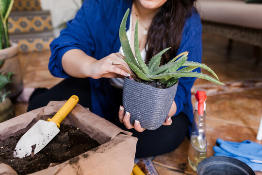 Young latin woman overweight potting a plant at home and Caring For And Watering House Plants With Spray. Indoor gardening in Mexico Latin America, hispanic plus size female 