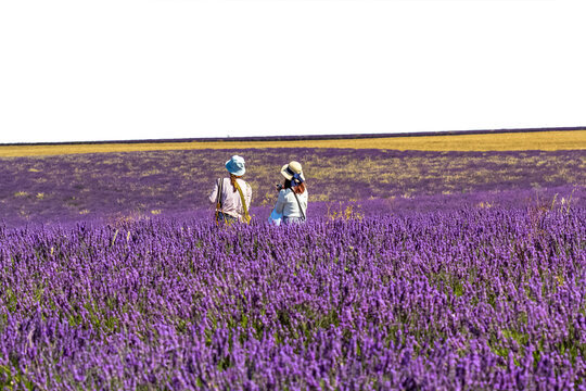 personnes dans un champ de lavande, fond blanc 