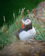 Close up portrait of puffins near Dyrhólaey, Iceland