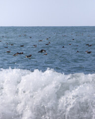 Close up portrait of puffins near Dyrhólaey, Iceland