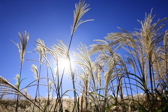 Ears of silver grass, Japan,Nara Prefecture,Uda County,Soni, Nara