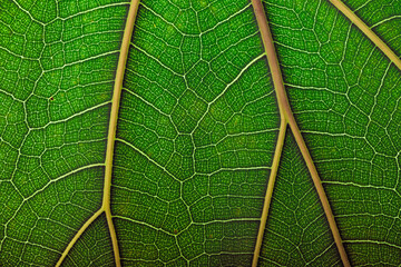 background natural texture green foliage, leaf macro structure
