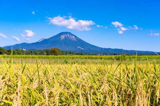 Mt. Daisen and ears of rice, Japan,Tottori Prefecture,Saihaku District, Tottori,Hoki, Tottori