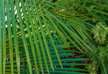 Green palm leaves outdoors for garden decoration, for cards