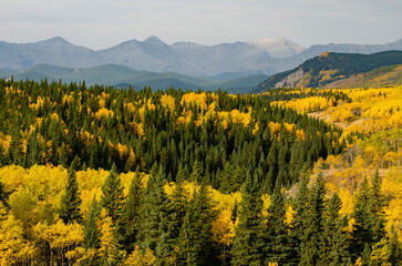 Mountains Evergreens and Birch in Canadian Rockies