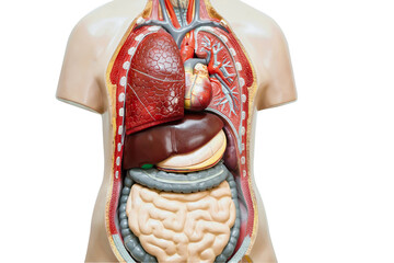 Human body anatomy organ model isolated on white background with clipping path for study education medical course.