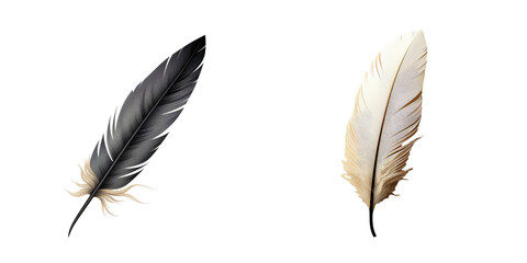 Feather with contrasting colors on transparent background