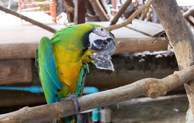 a photography of a parrot with a skull on its head, macaw with a skull on its head sitting on a...