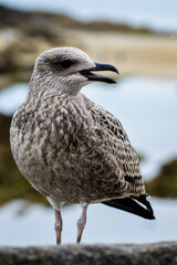 Goéland sur un muret
