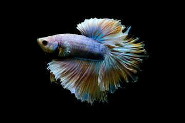 Betta fish Halfmoon in different tone color from Thailand or Siamese fighting fish isolated in Black, grey or blue Background