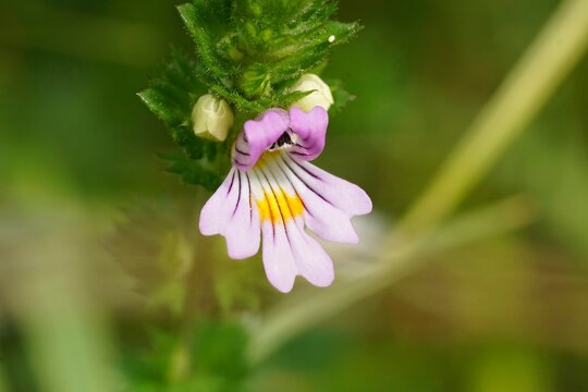 Closeup on the small, fragile looking eyebright wildflower, Euphrasia officinalis