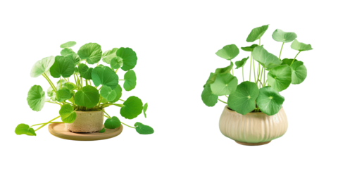 Centella asiatica or Thankuni in India Buabok leaf in Thailand isolated on transparent background with a mortar