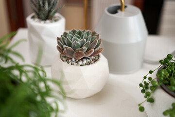 Potted Echeveria succulent house plant in white ceramic pot and other succulent plants on a table indoors