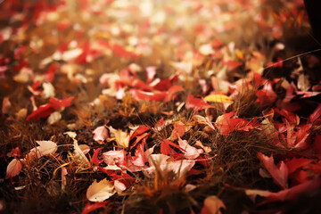 Red and Orange Autumn Leaves Background