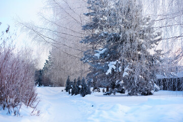 Winter landscape. Trees and plants covered with snow. The beauty of snow covered paths. Snowfall and cooling in tourist areas.