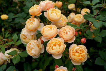 Roald Dahl (Ausowlish). English shrub rose bred by David Austin. 