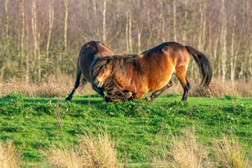 Two fighting wild brown Exmoor ponies, against a forest and reed background. Biting, rearing and hitting. autumn colors in winter. Selective focus, lonely, two animals, fight, stallion, mare