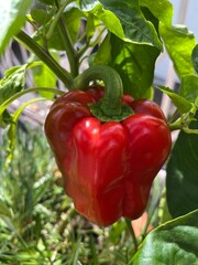Pepper red vegetables food fresh garden 