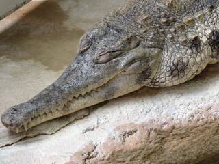 crocodile