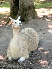 lama © CB94