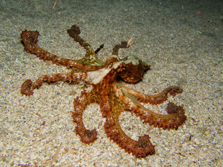 White-spotted Atlantic octopus displaying its arms