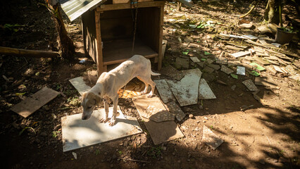 a dog is relaxing under a tree in the garden