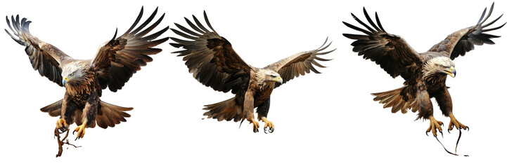 Fototapeta premium Whitetailed eagle Haliaeetus albicilla soaring a bird of prey transparent background