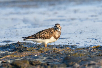 Ruddy Turnstone (Arenaria interpres) in natural habitat