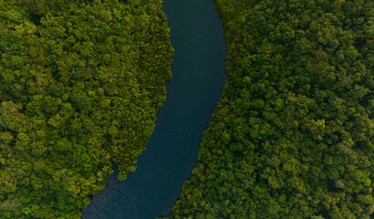 Aerial view of dark green forest and river. Rich natural ecosystem of rainforest. concept of natural forest conservation