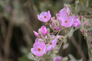 pink flowers