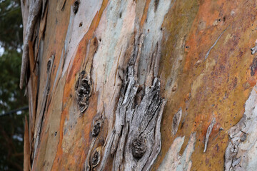 Eucalyptus Tree Texture