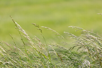 Grass on field under a wind